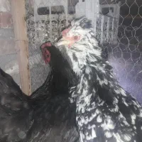 مرغ وخروسیک