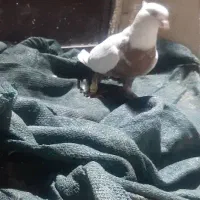 کبوتر|پرنده|شوش, |دیوار