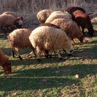 بره نر وماده|حیوانات مزرعه|سنندج, |دیوار