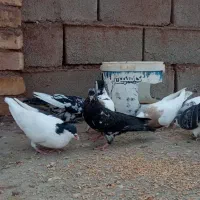 8عدد کبوتر سرحال|پرنده|شامکان, |دیوار