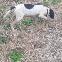 واگذاری یک عددپینتر اینگلیس میکس