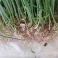 علوفه تازه مناسب دام و طیور|حیوانات مزرعه|سقز, |دیوار