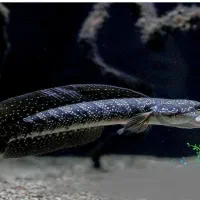 ماهیان وارداتی آرتاویل ماهی|ماهی|اردبیل, |دیوار