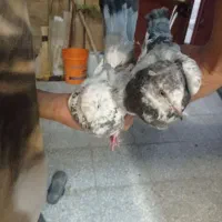 پرنده
