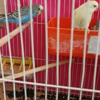 مرغ عشق بالغ|پرنده|گلبهار, شهر جدید گلبهار|دیوار