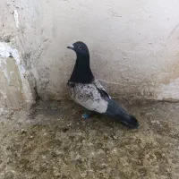 کفتر و عروس هلندی دستی