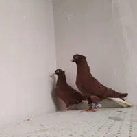 کفتر سرخ دم|پرنده|مشهد, ویلاشهر|دیوار