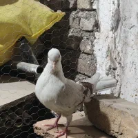 خوشونه لون|پرنده|خرم‌آباد, |دیوار