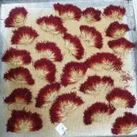 خشک کنی زعفران دکتر بهزاد جهانشیری|خدمات پیشه و مهارت|تربت‌حیدریه, شهید بهشتی|دیوار