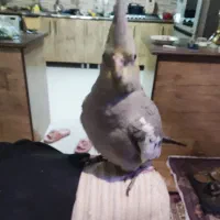 عروس دستی رام رام