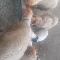 این‌میش‌گم‌شده‌|حیوانات|اندیمشک, |دیوار