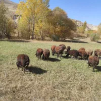 تعدادی۲۲راس‌میش‌جوان‌‌،جفتی۳۹ملیون