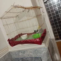 عروس هلندی|پرنده|ایرانشهر, |دیوار