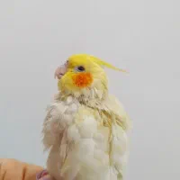 عروس هلندی لوتینو