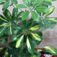 گل با گلدان دونه 230 شهرک کرناچی|گل و گیاه طبیعی|کرمانشاه, |دیوار