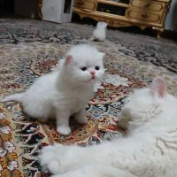 بچه گربه های بیریتیش|گربه|تهران, نبی اکرم|دیوار