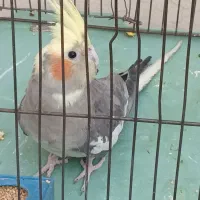 عروس هلندی نر|پرنده|تهران, بهجتآباد|دیوار