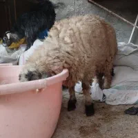 بره نر محلی.