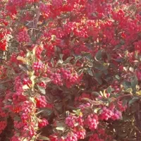 زرشک وزعفران وعناب طلای سرخ کویر