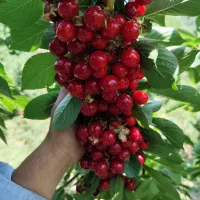 نهالستان بهاری کهریز|خدمات باغبانی و درختکاری|انزل, |دیوار