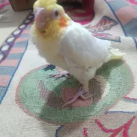 جوجه عروس لوتونیو سرلاکی