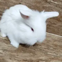 بچه خرگوش لپ فرانسوی