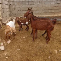 بز کهره دار|حیوانات مزرعه|کازرون, |دیوار