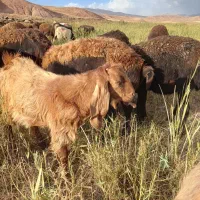 دوعدد گوچ قزل|حیوانات مزرعه|قیدار, |دیوار