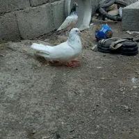 کبوتر برای فروش ارکی خاست زنگ بزن|پرنده|میناب, |دیوار