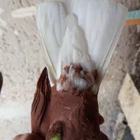 سرخ دم‌سفید|پرنده|سوسنگرد, |دیوار