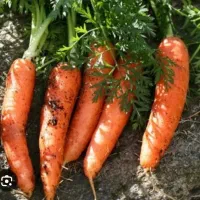 نیازمند کارگر برای هویج