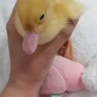 جوجه اردک شیطون اهلی فروش فوری