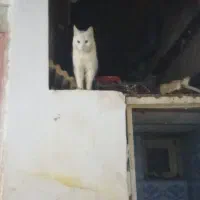 گربه سفید|گربه|نیشابور, بار|دیوار