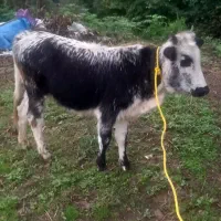 لیشه گوساله ماده گاو