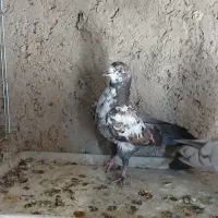 جوجه پرشی و تزعینی