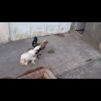 مرغ و خروس توتک