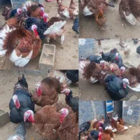 بوقلمون نر و ماده|حیوانات مزرعه|کمیجان, |دیوار