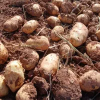 فروش ۲۰ تن سیب جلی بذر جدید حتی برا خوراک|خوردنی و آشامیدنی|داران, |دیوار