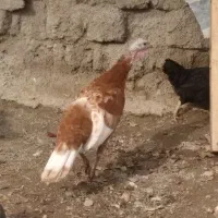 بوقلمون بوبور تخم گذار
