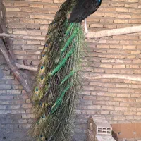 طاووس مصری نر