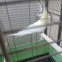 ماده عروس لوتیتو آماده جوجه کشی
