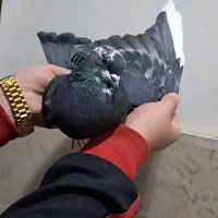 کفتر|پرنده|صباشهر, |دیوار