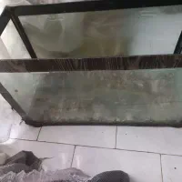 آکواریوم|ماهی|مشهد, مقدم|دیوار