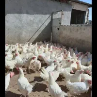 مرق تخم گزار دونه ای 200