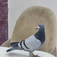 پلاکی،عراق2024-2021