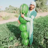 بذر هندوانه گرد صادراتی پترا|خدمات باغبانی و درختکاری|شیراز, بازار|دیوار