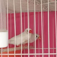 دوجفت فنچ سفید کینگ درشت  نروماده چینگ قرمز