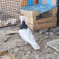 کبوتر طوقی|پرنده|بن, |دیوار