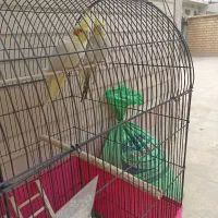 فروش دو جفت عروس هلندی|پرنده|خرمشهر, |دیوار