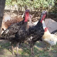 بوقلمون ارگانیک مزرعه|حیوانات مزرعه|قزوین, |دیوار